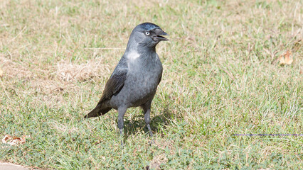 Obraz premium crow on the grass