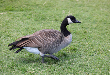 Canada goose also called Branta canadensis a large wild goose species with a distinctive black head and neck a white cheek patch