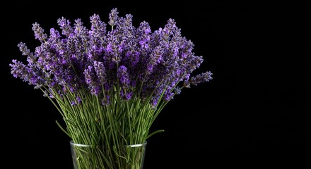 Lavender bouquet in a glass vase against black backdrop