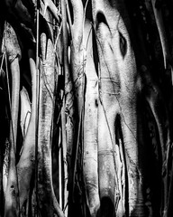 section of banyan tree