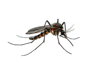 Detailed macro photograph of a mosquito with intricate markings isolated on transparent background
