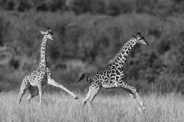 giraffe in the savannah