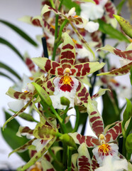 various species of orchid flowers for sale in a well stocked florist shop