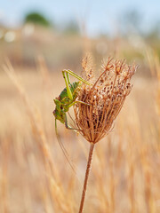 Steropleurus is a genus of European bush crickets in the tribe Ephippigerini