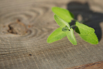 A sprig of mint lies on an old board