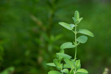 Mint grows in the garden on a green background