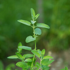 Mint grows in the garden on a green background