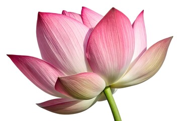 pink lotus flower on white background