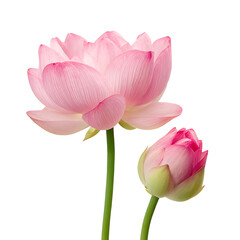 Fototapeta premium Two delicate pink lotus flowers bloom showcasing delicate petals and vibrant green stems against a dark backdrop isolated on transparent background