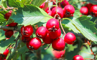 Hawthorn berries