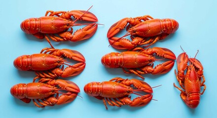 A clean, top-down view of six bright red cooked lobsters arranged on a light blue surface.
