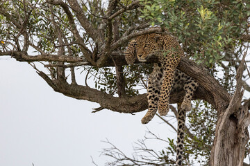 leopard on the tree
