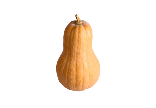 fresh organic butternut squash vegetable isolated on white