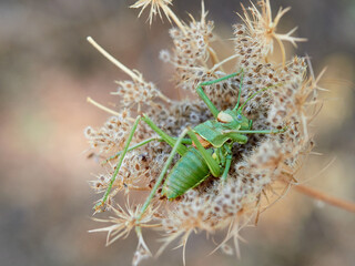 A large, green bush cricket on a plant singing. Genus Steropleurus