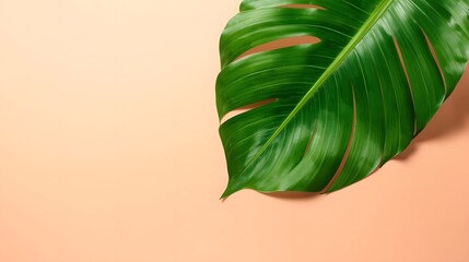 Green tropical leaf on a pastel background, isolated minimal design, natural soft light, high resolution, clean composition, eco friendly concept with space for text overla