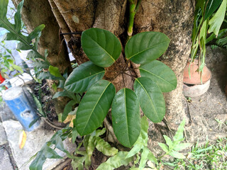 Close-up view of Alstonia scholaris, blackboard tree, scholar tree, milkwood or devil's tree