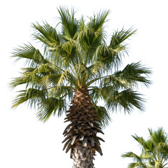 Lush green palm tree majestic crown and textured trunk in natural light transparent background