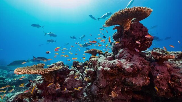 Underwater shot of vibrant coral reef with fish swimming about in sunlight blue water above.