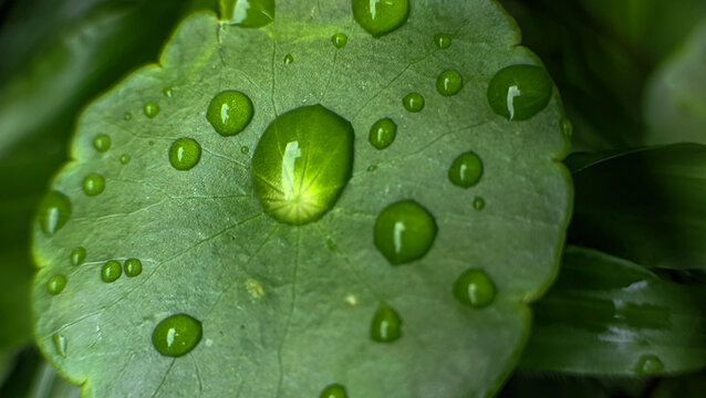 water drops on green leaf