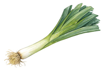 watercolor of leek kitchen artwork