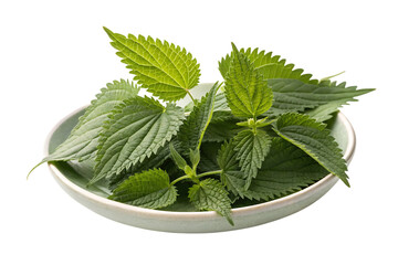 whole stinging nettle leaves in a shallow dish healthy organic plants