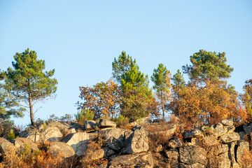 A rocky hill with pine and oak trees in autumn The Concept of Nature