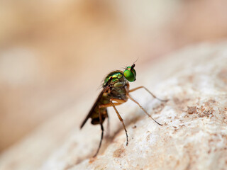 Fly of family Dolichopodidae. Long-legged flies
