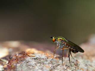 Fly of family Dolichopodidae. Long-legged flies