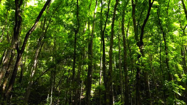 Dense rainforest with tall trees and green vegetation. Bilar Man-Made Forest. Bohol, Philippines.