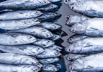 Fresh fish at the seafood market