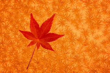 Autumn leaves over vintage background. Perfect grunge fall texture.