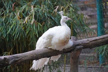 White peacock mutation order of Galliformes family of pheasants bird sitting on a branch close-up fauna nature
