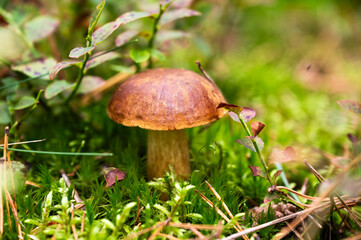 Edible mushrooms growing in the forest during mushroom season.