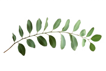 Detailed close up of a green plant branch featuring oval shaped leaves on transparent background 