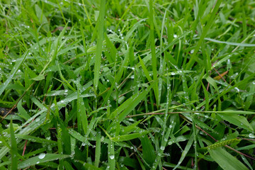 Dew Drops on Green Grass Blades with Nature Background. (1)