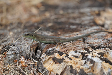 A small green lizard reptile sits on a felled tree stump in the dry grass Fauna nature