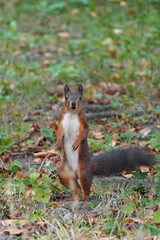 The common red squirrel a rodent jumps on the ground fauna nature