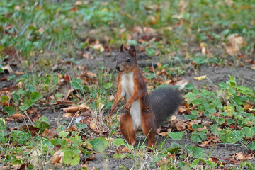 The common red squirrel a rodent jumps on the ground fauna nature