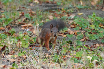 The common red squirrel a rodent jumps on the ground fauna nature