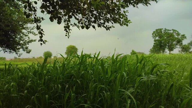Trees and crops swaying with strong wind in rural agricultural environment in a cloudy day.