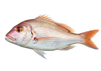 A full, detailed view of a beautiful, whole, pink snapper fish, set against a stark black background.