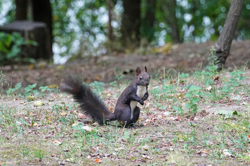 Delmarva black squirrel rodent hopping on the ground fauna nature