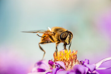 Eristalis tenax is a hoverfly, also known as the drone fly..