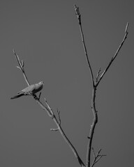 Black gray picture with pigeon on dry branches.
