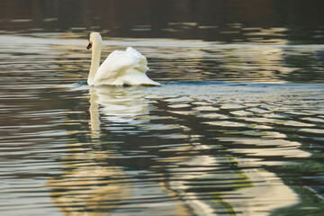 White swan swimming on wavy bizarre water surface