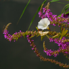 Nature etude with violet inflorescences and white flower on dark background