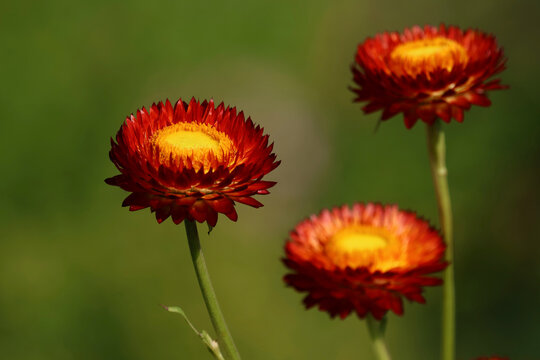 Three strawflowers with a green background.