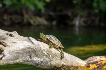 Northern Map Turtle on a Log