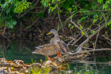 Mallard Ducks on a Log