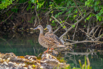 Mallard Ducks on a Log